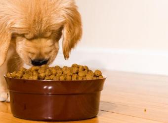 Understanding Your Dog’s Nutritional Needs for Different Life Stages