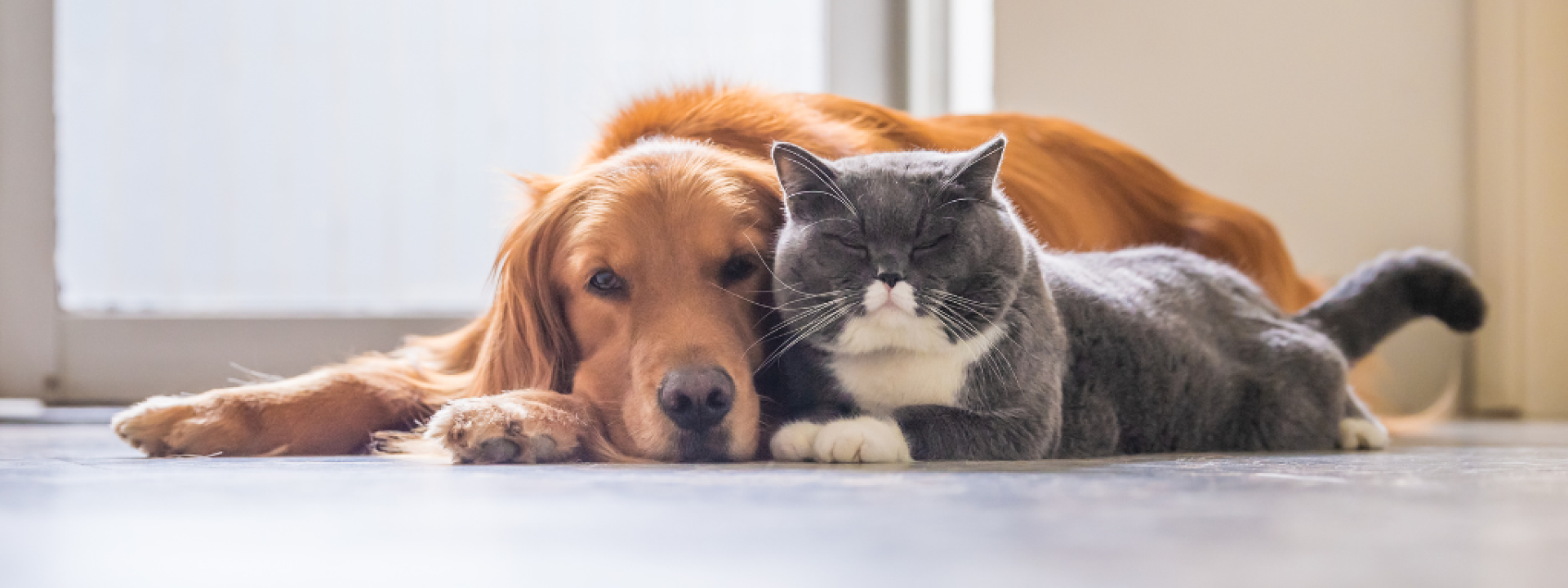 Happy dog and cat