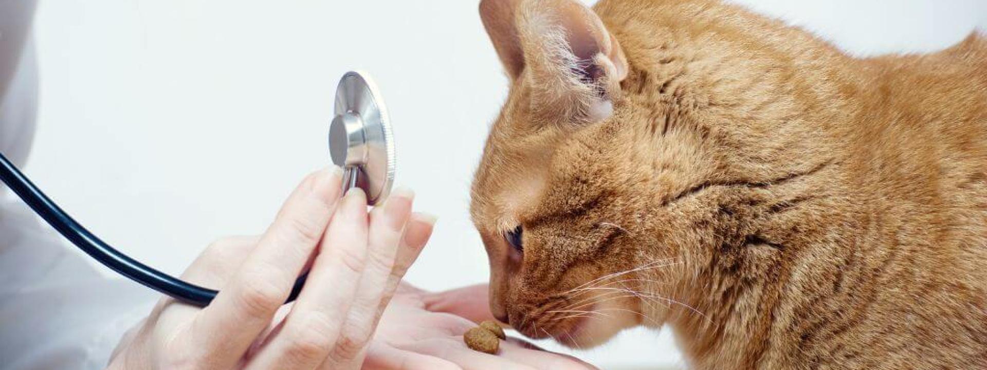 Orange cat at vet for wellness exam.